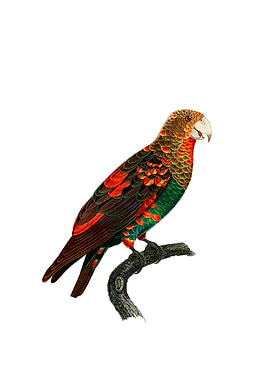 Brown Necked Parrot Bird