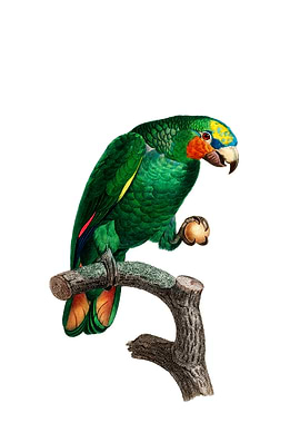 Orange Wing Amazon Parrot