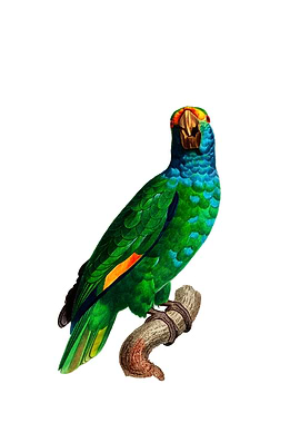 Blue Cheeked Amazon Parrot