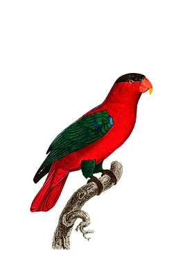 Purple Naped Lory Bird