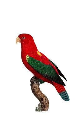Chattering Lory Bird