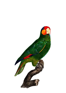 Red Lored Amazon Parrot