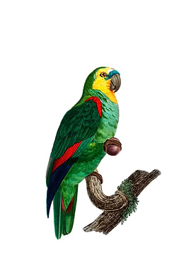 Turquoise Fronted Amazon