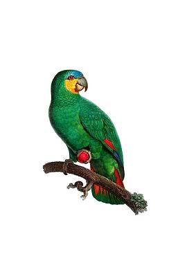 Orange Wing Amazon Parrot