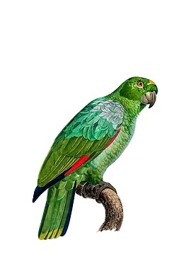 Southern Mealy Amazon Bird