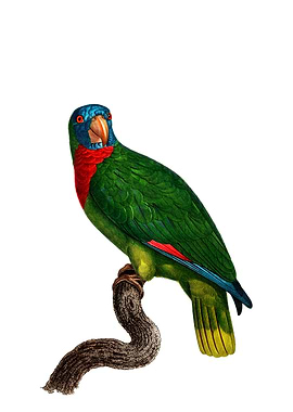 Red Necked Amazon Parrot