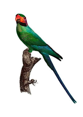 Blossom Headed Parakeet