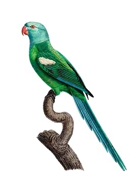 Yellow Shouldered Amazon