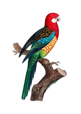 Eastern Rosella Bird