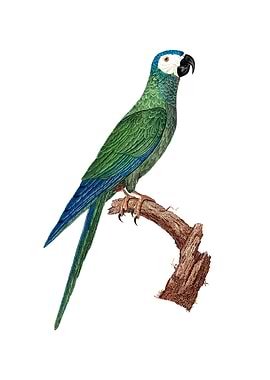 Red Bellied Macaw Bird