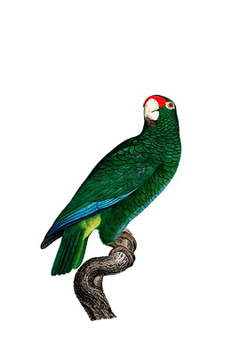 Cuban Amazon Parrot Bird