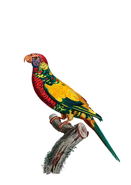 Rainbow Lorikeet Bird