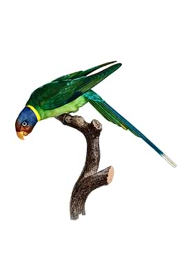 Plum Headed Parakeet Bird