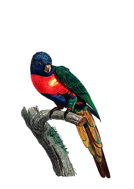 Plum Headed Parakeet Bird