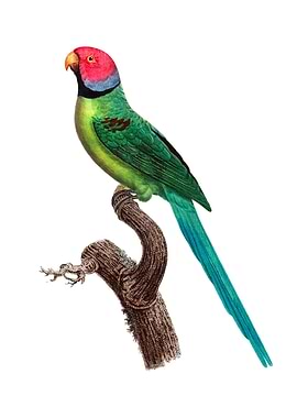 Rose Ringed Parakeet Bird