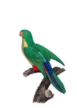 Parakeet And Parrot Hybrid