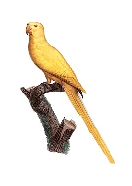 Lutino Parakeet Bird