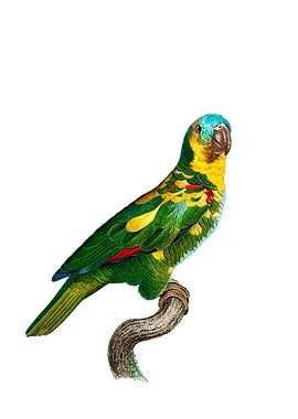 Blue Fronted Amazon Parrot