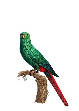 Austral Emerald Parakeet