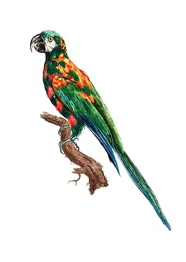 Blue Winged Macaw Bird