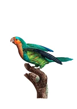 Yellow Crowned Parakeet