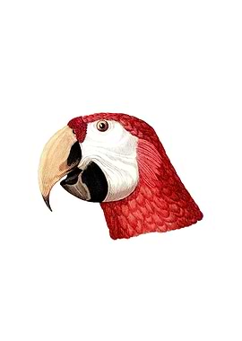 Scarlet Macaw Head Study