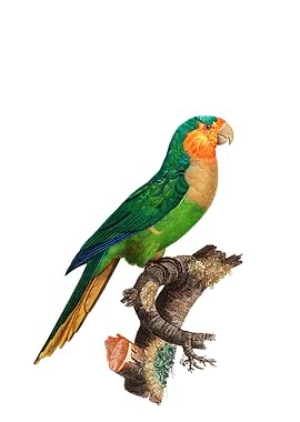 Yellow Headed Amazon Bird