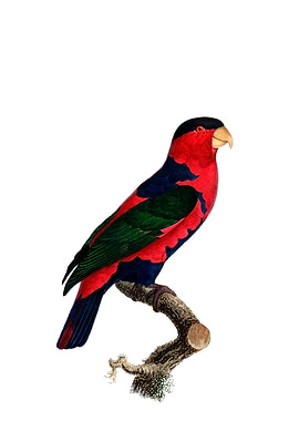 Black Capped Lory Parrot