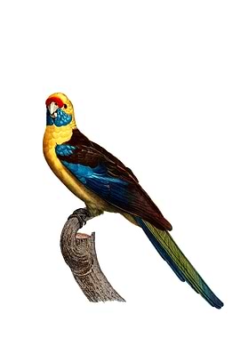 Crimson Rosella Parrot