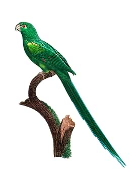 Long Tailed Parakeet Bird