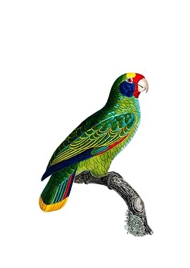 Red And Blue Amazon Parrot