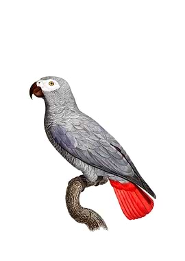 Congo Grey Parrot Bird