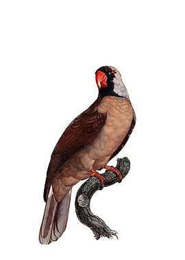 Mascarene Parrot Bird