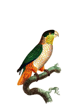 Black Headed Parrot Bird