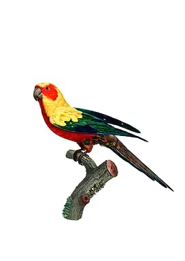 Vintage Sun Parakeet Bird