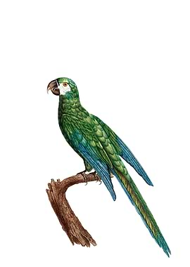 Blue Winged Macaw Bird