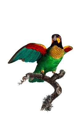 Orange Cheeked Parrot Bird