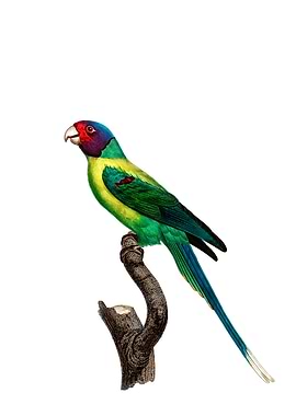 Plum Headed Parakeet Bird