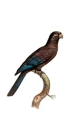 Black Lesser Vasa Parrot