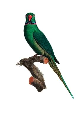 Rose Ringed Parakeet Bird