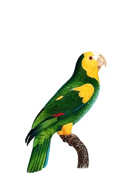 Yellow Shouldered Amazon