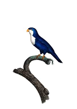 Arimanon Parakeet Bird