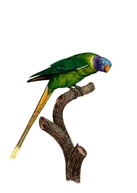Plum Headed Parakeet Bird