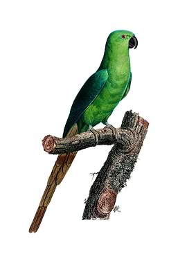Rose Ringed Parakeet Bird