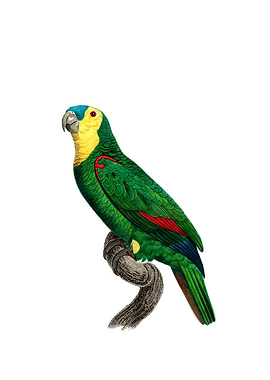 Blue Fronted Amazon Parrot