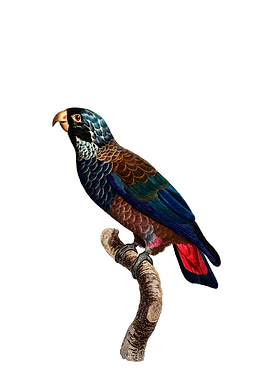 Bronze Winged Parrot Bird