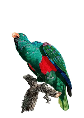 Eclectus Parrot Bird