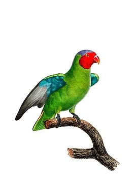 Red Cheeked Parrot Bird