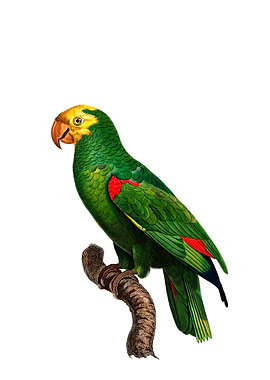 Yellow Crown Amazon Parrot