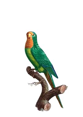 Brown Throated Parakeet